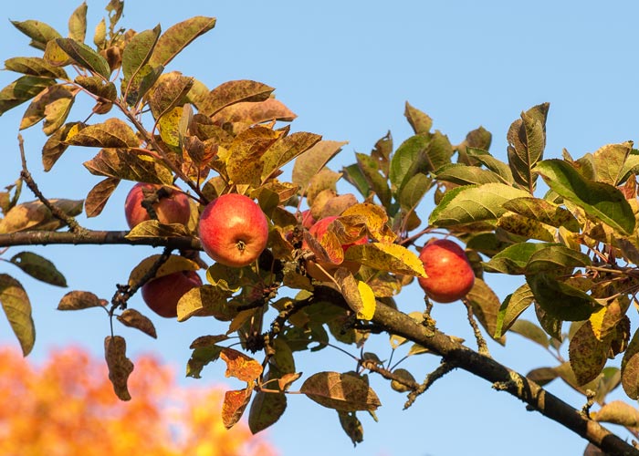 Ännu sitter en del äpplen kvar på träden - här Maglemer - medan lönnen brinner i bakgrunden. Foto: Bo Vading