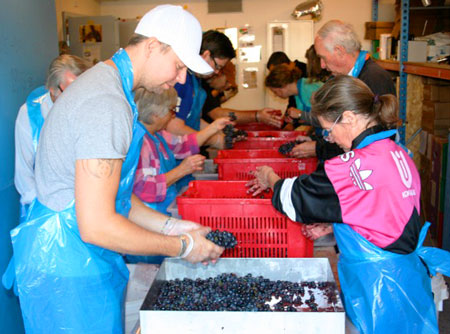 Vinintresserade  entusiaster hjälpte till att rensa druvorna före press. Foto: Inger Grimlund