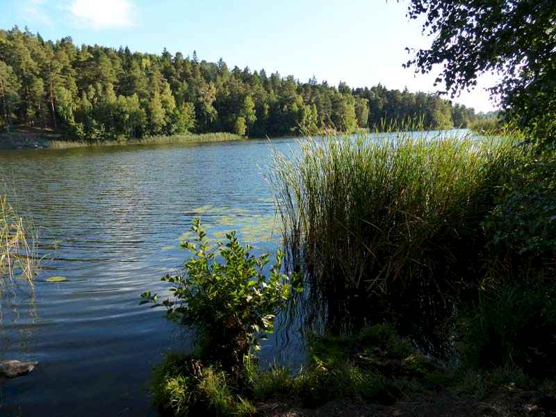 Debatt: Lidingöborna vill inte att Kottlasjön växer igen. Restaurera sjön!